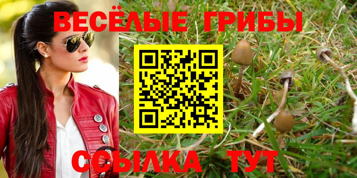 Галлюциногенные грибы Psilocybe  сколько стоит  Вход с VPN  Кимры  Галлюциногенные грибы Psilocybe 